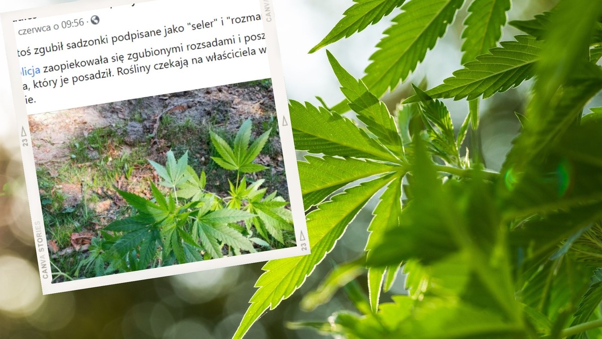 Pomorskie: Marihuana niczym "seler" i "rozmaryn". Policja poszukuje "ogrodnika"