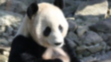 Pierwszy raz w historii tokijskiego ZOO urodziła się panda wielka