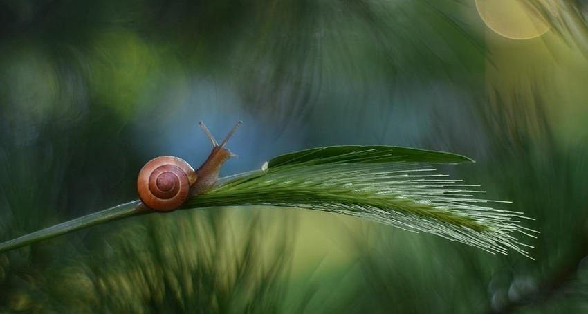 Pitao sam malog puža...
