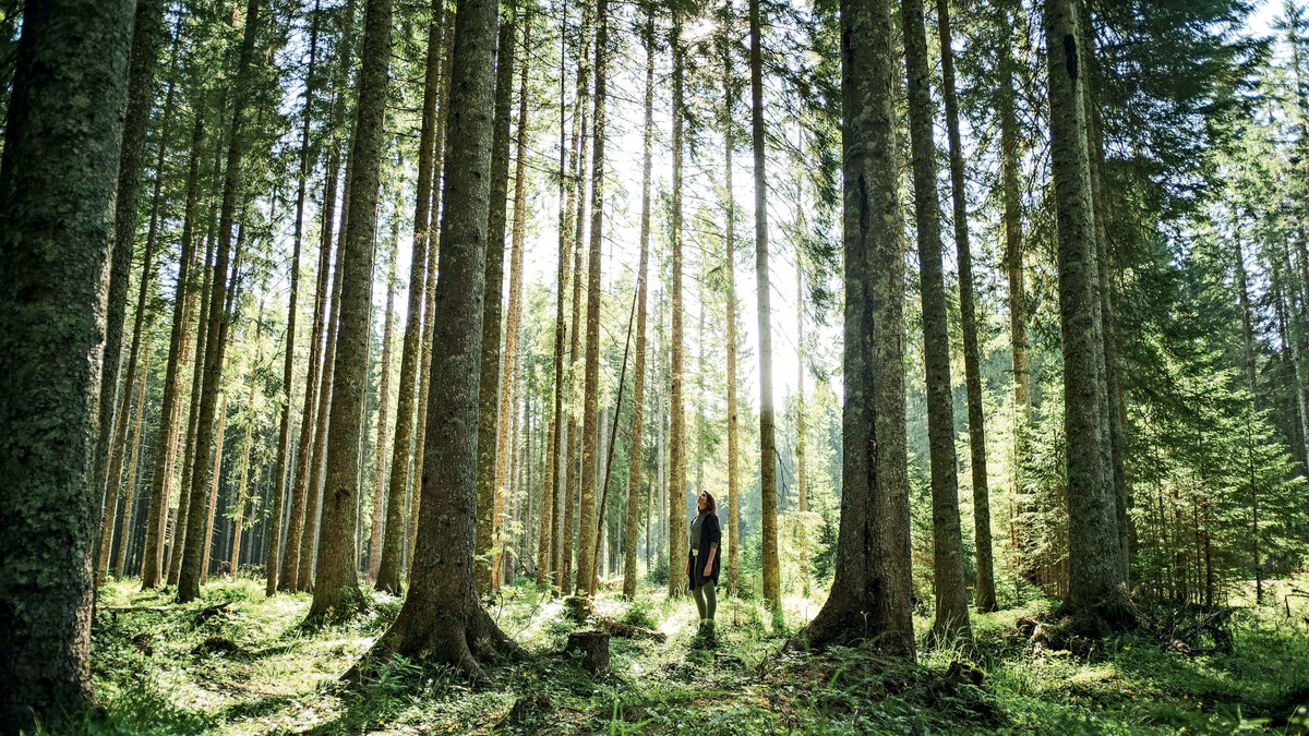 Šetnja u prirodi poključkim šumama