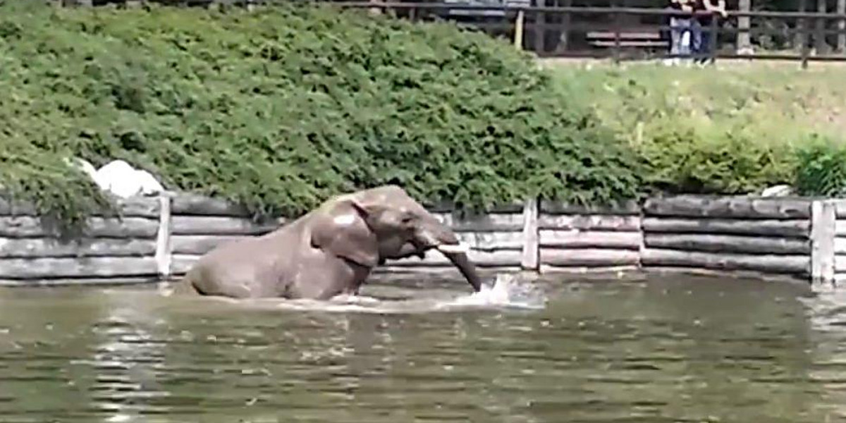 Słonica Kizi ochładza się w wodzie