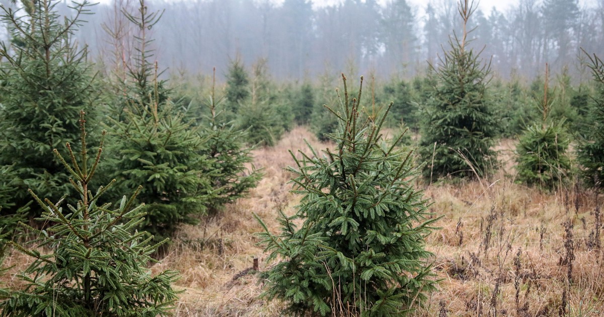 Gdzie są najtańsze choinki? Większość osób biegnie do sklepu, a tu kosztują grosze