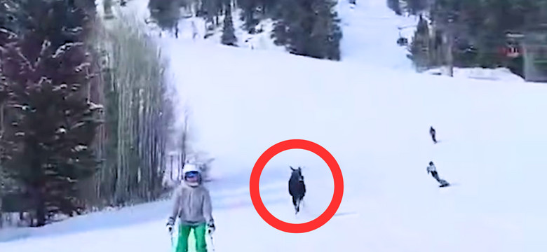 Łoś gonił narciarzy na stoku. "Dawaj Ken, szybciej!" [WIDEO]