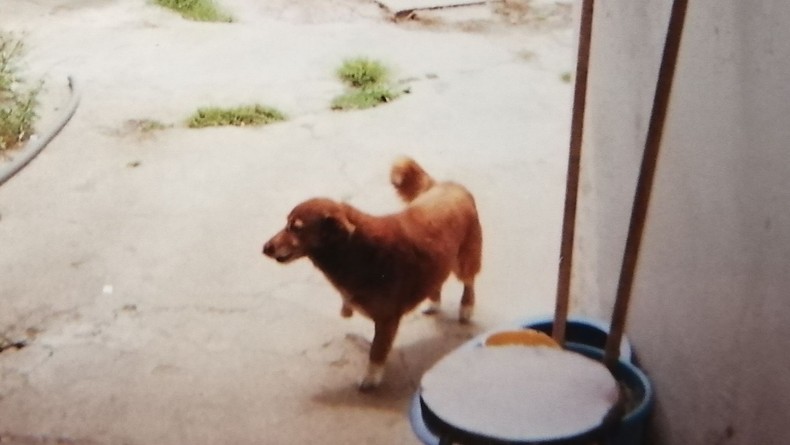 Bobi at 7 years old [CNN]