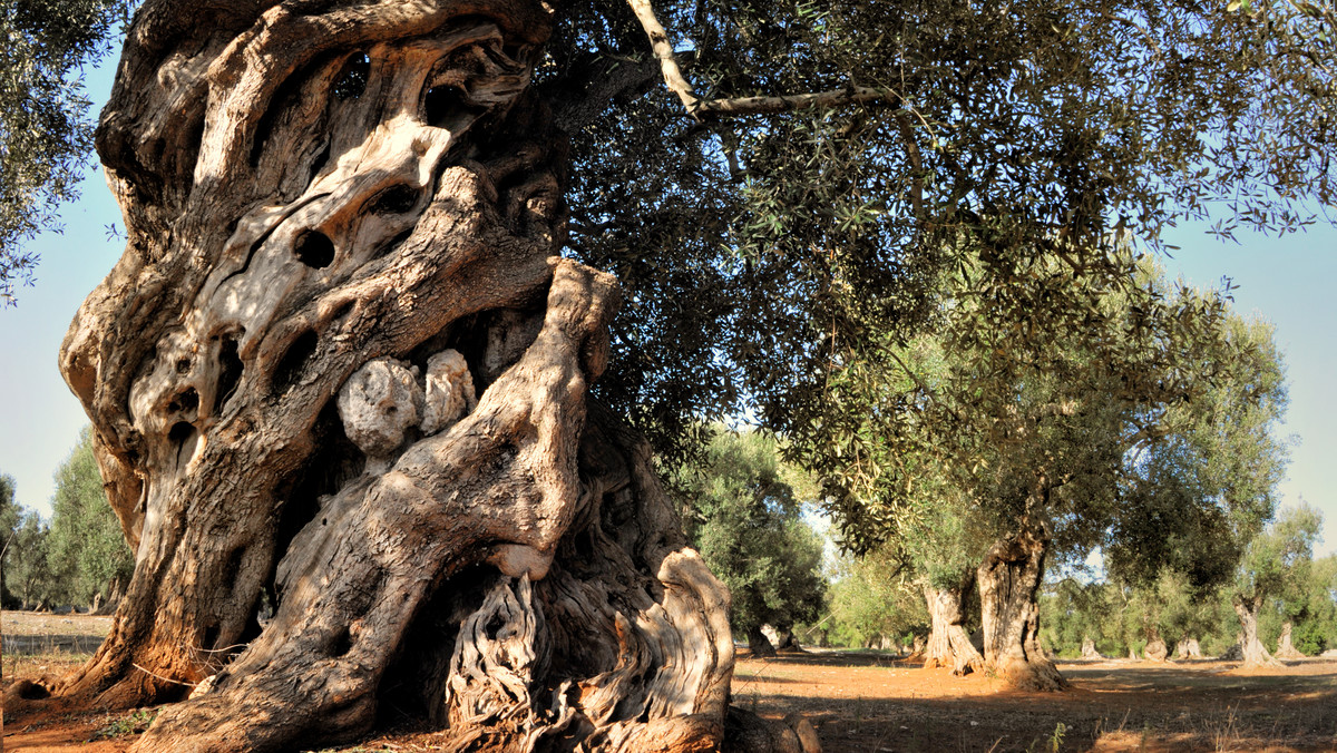 <strong>Cypryjczycy po obu stronach wyspy opłakują stratę 800-letniego gaju oliwnego Dematona, który spłonął w zeszłą niedzielę podczas olbrzymiego pożaru na Cyprze Północnym. "Wychowałem się wśród tych drzew. To prawdziwa tragedia" - mówi znawca folkloru Michalis Terlikkas.</strong>