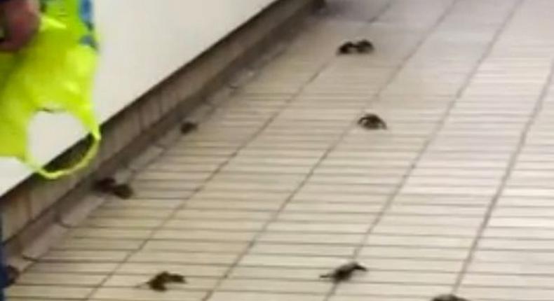 Crabs were spotted catching a train back to the coast at the Gateshead Metro Station, in the UK