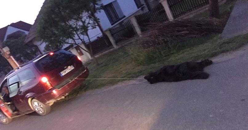 Majiteľ zabil psa, ťahal ho za autom.
