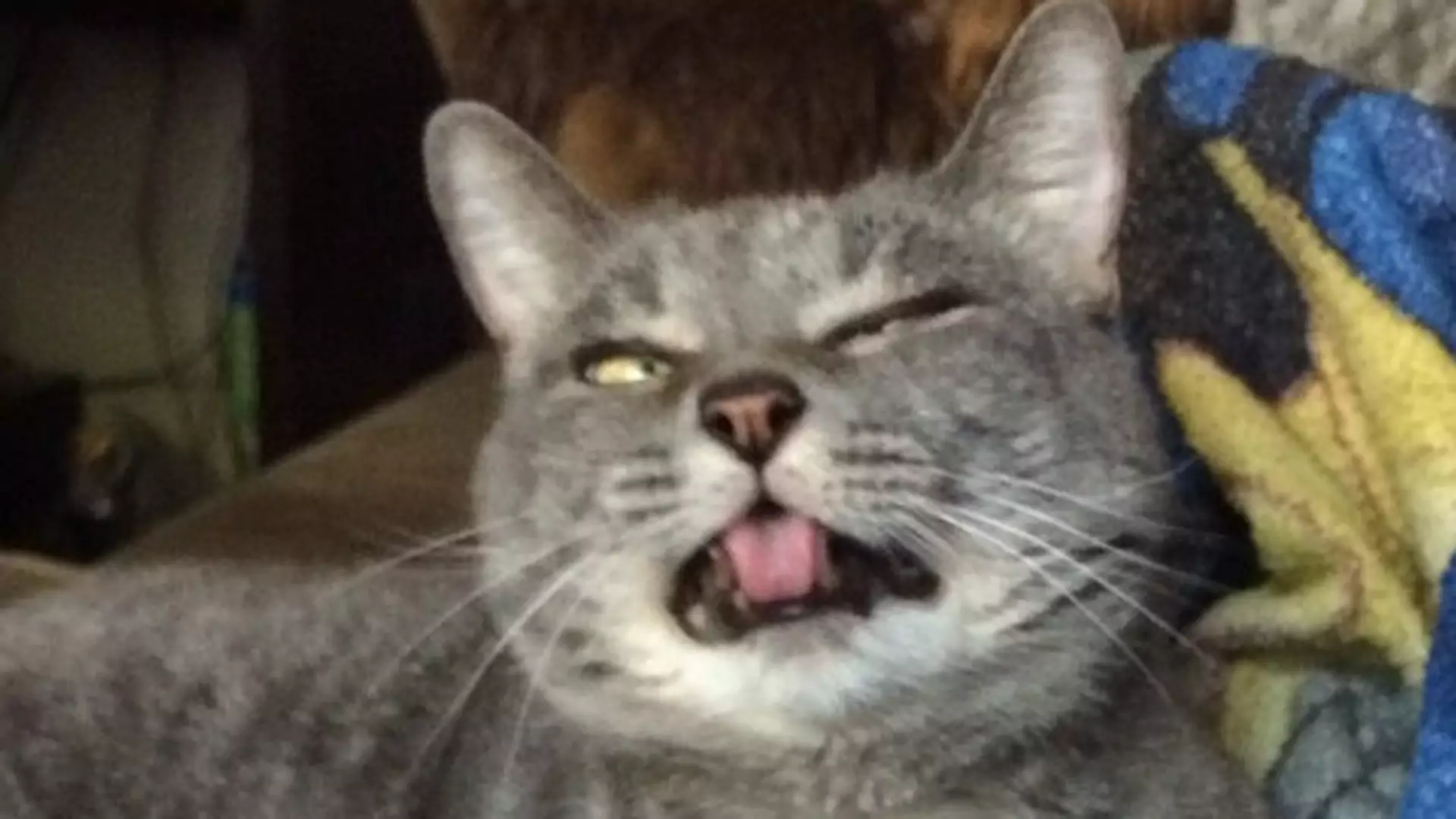 14 kichających kotów dla wszystkich przeziębionych. Te zdjęcia sprawią, że w końcu się zaśmiejesz