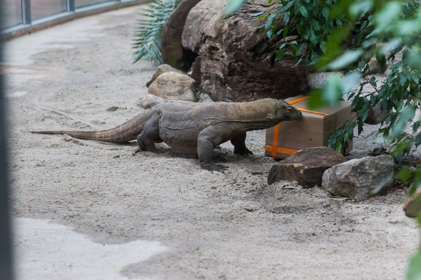 Warany ze Starego ZOO w Poznaniu mają nowy wybieg