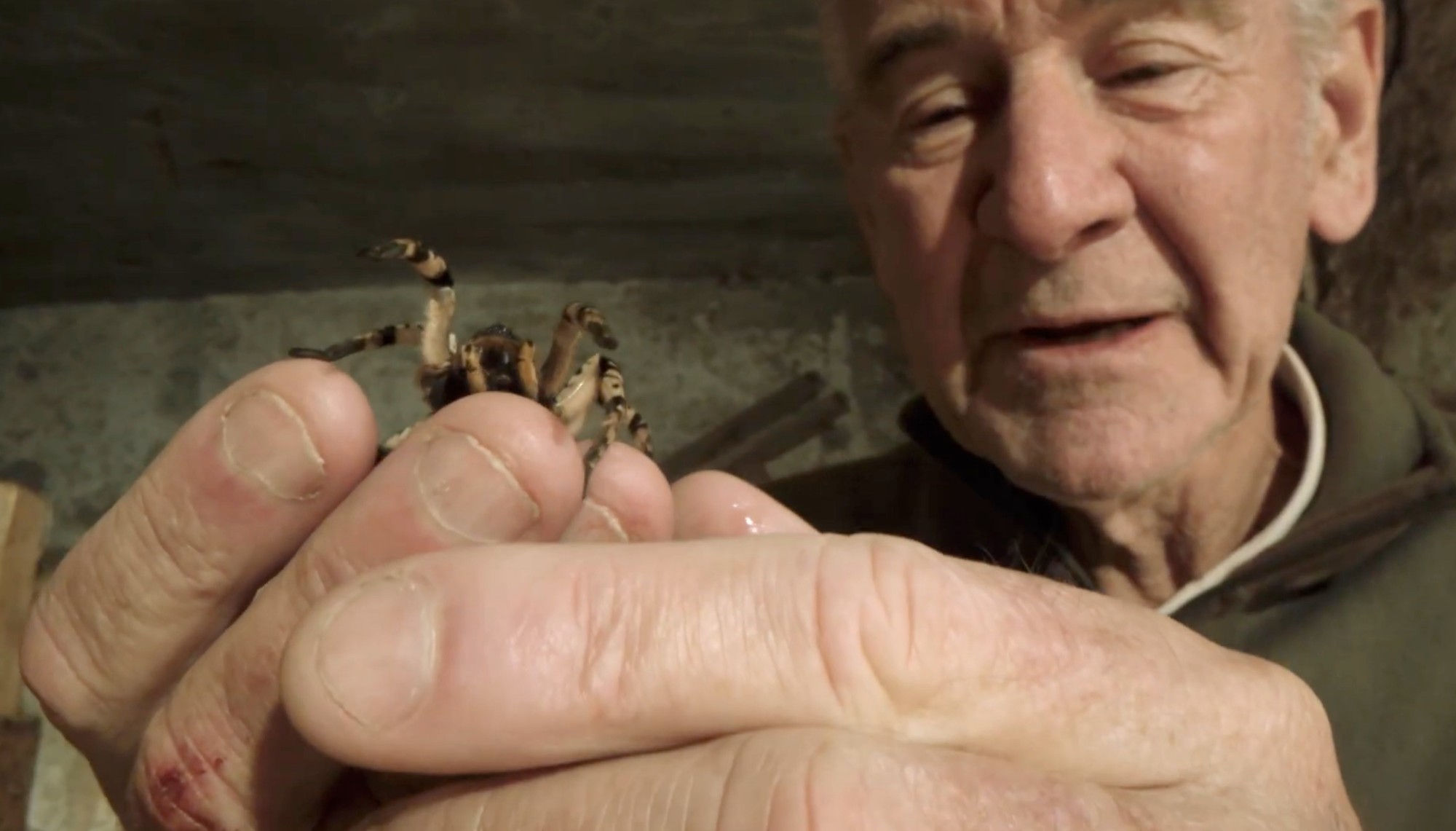 Nigel Marven ukáže modré žaby či pavúka, ktorý žije na Slovensku.