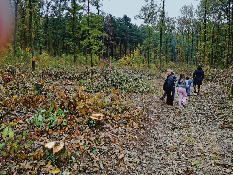 Vrednost posečene šume meri se desetinama miliona evra