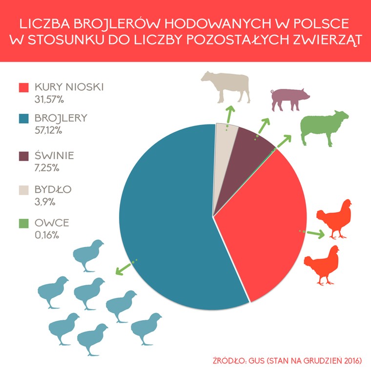 Liczba brojlerów hodowanych w Polsce