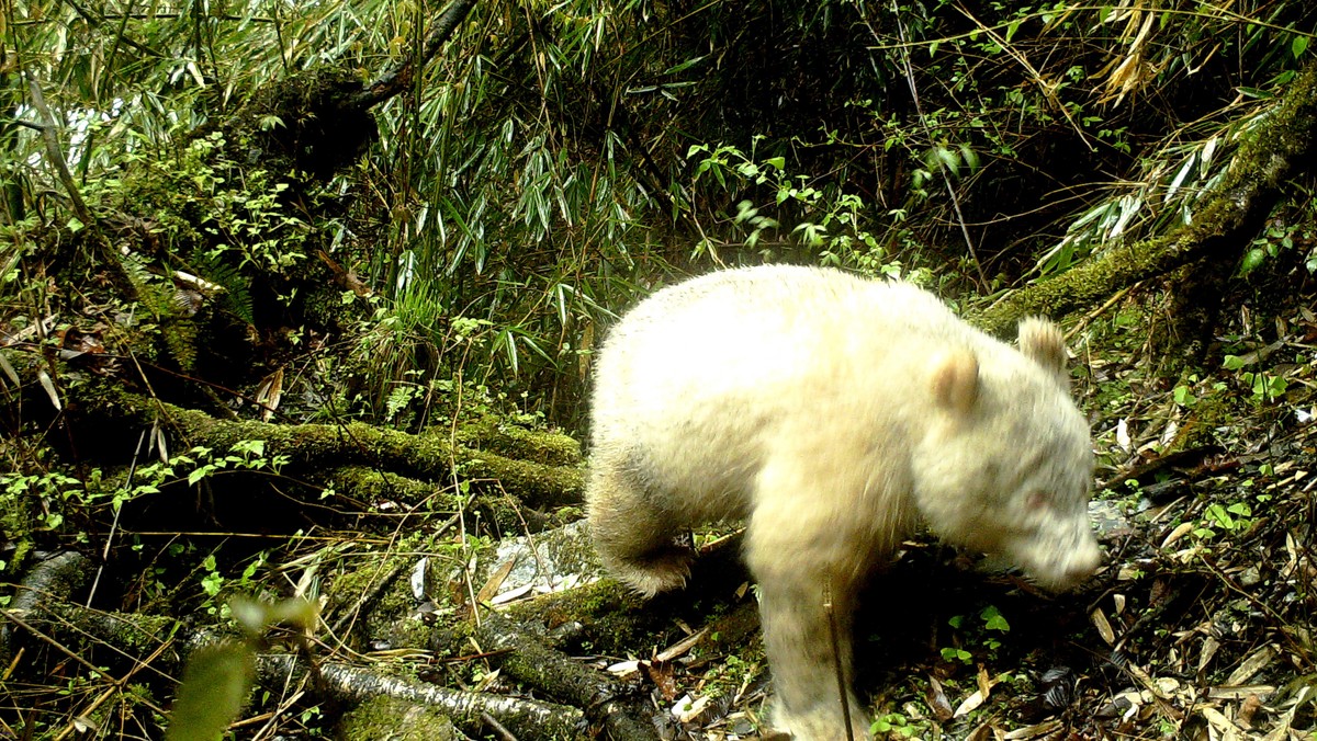 W Narodowym Rezerwacie Przyrody Wolong w prowincji Syczuan w południowo-zachodniej części Chin udokumentowano pojawienie się białej pandy. Panda-albinos została sfotografowana w kwietniu za pomocą kamery na podczerwień - poinformowały lokalne władze.