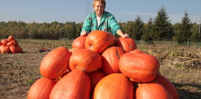 Wyrosły mi gigantyczne dynie!