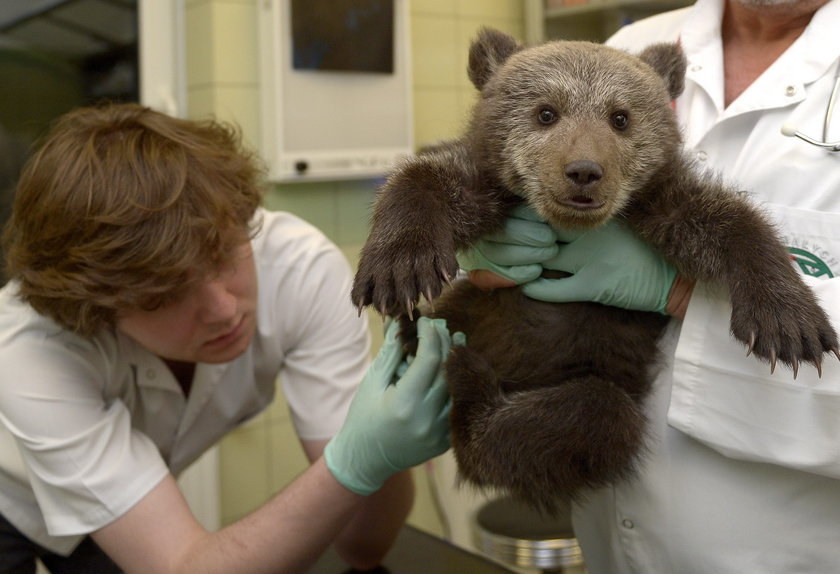Niedźwiedzica Cisna zamieszkała w poznańskim Zoo