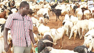 Sallah: Muslim faithful lament price hike of rams, sellers bemoan low patronage (Information Nigeria)