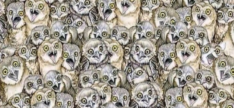 Czy potrafisz znaleźć kota ukrytego wśród sów? Mało komu się to udaje