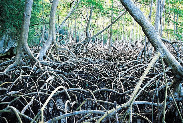 Galeria Dominikana - naturalnie piękna!, obrazek 28