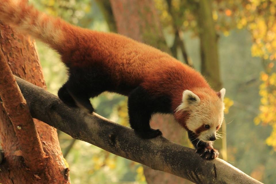 Pierwsza taka panda w oliwskim zoo. "Bartek uwielbia długo spać"