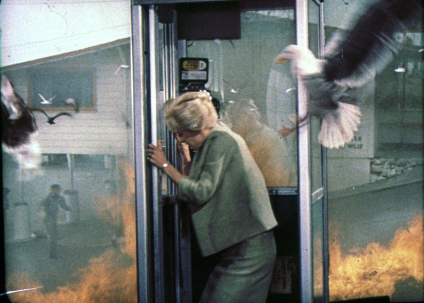 Tippi Hedren w filmie „Ptaki”