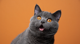 Quiz o kotach: tylko 10/10 zdobędą prawdziwi znawcy. Sprawdź, czy dasz radę!