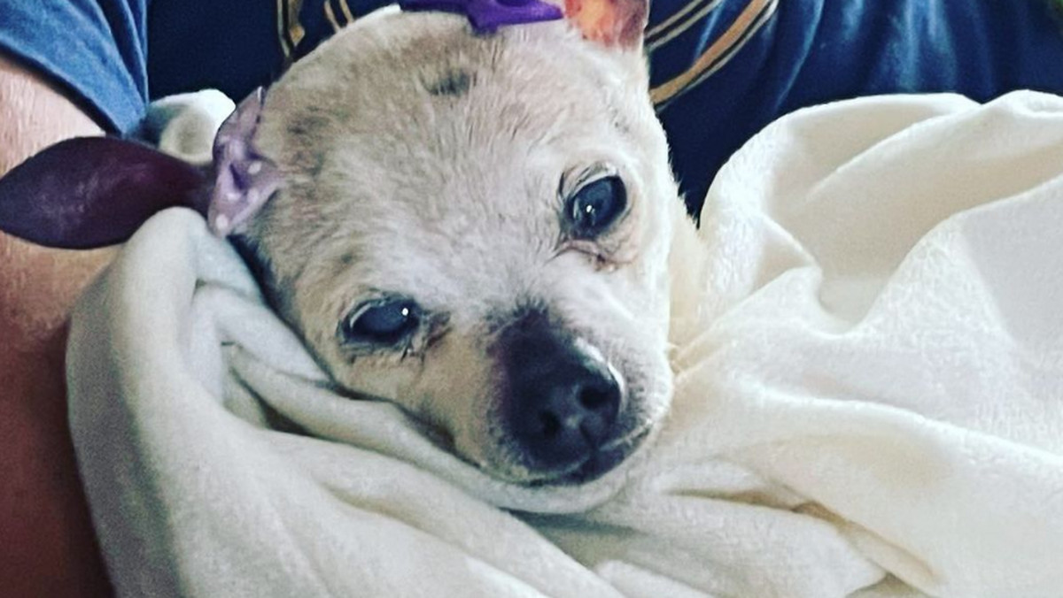 Nie żyje najstarszy pies na świecie. Pebbles miała 22 lata