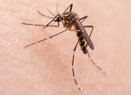 Komary przyniosą do Polski nowe choroby? Denga i malaria są już w Europie