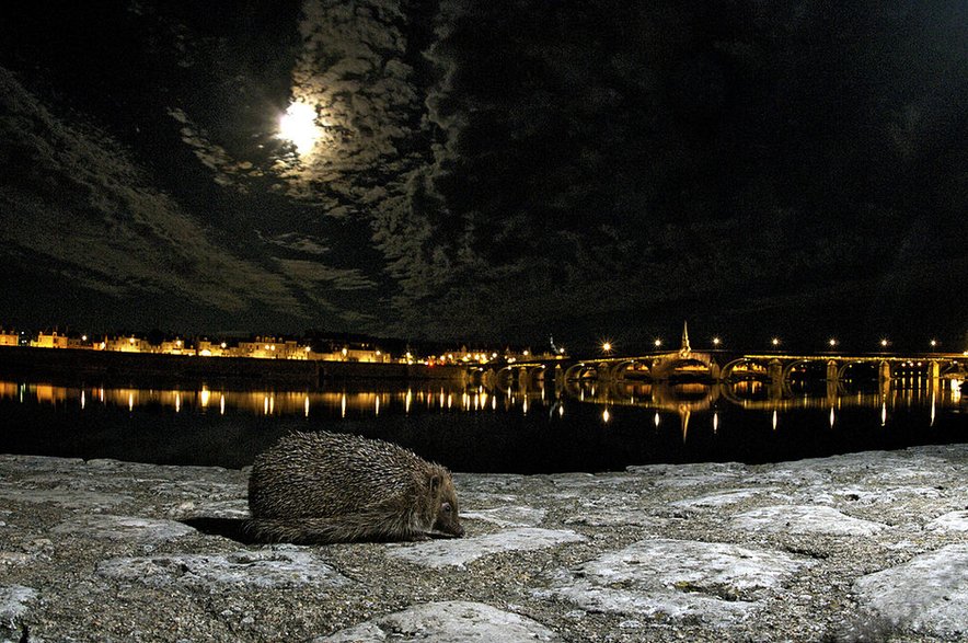 Dokąd nocą tupta jeż? (Fot. BSIP / Universal Images Group / Getty Images)