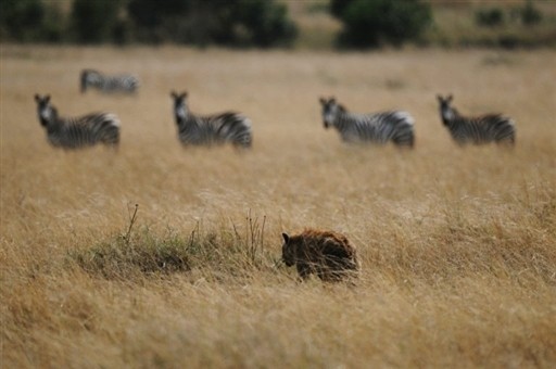 KENYA-WILD-LIFE