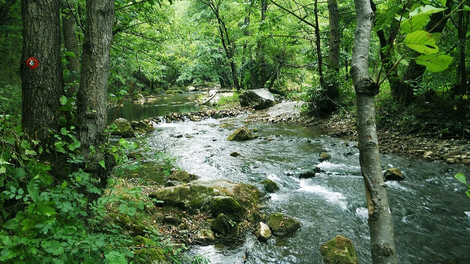 Gradac foto Wikipedia Anja Ignjatovic
