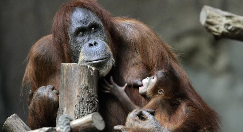 Orangutan Dunja breastfeeds her month-old female baby January 8, 2008, at Leipzig's zoo.Jens Schlueter/DDP/AFP/Getty Images