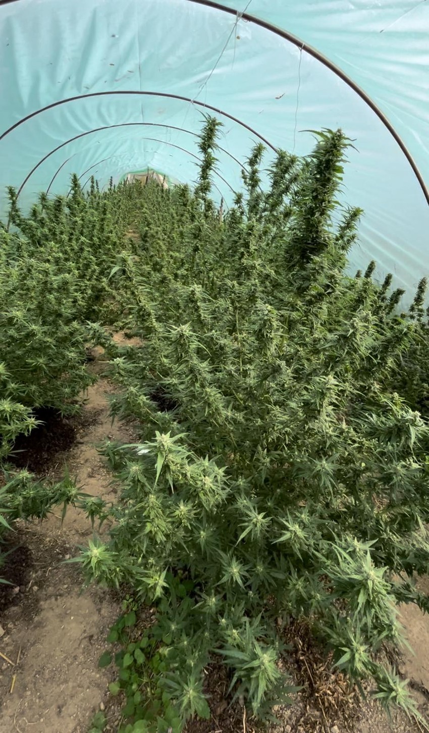 Marihuana u plasteniku 