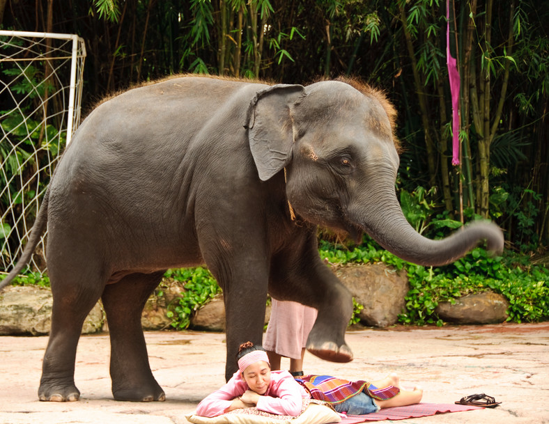 Pokaz słoni dla turystów w Bangkoku