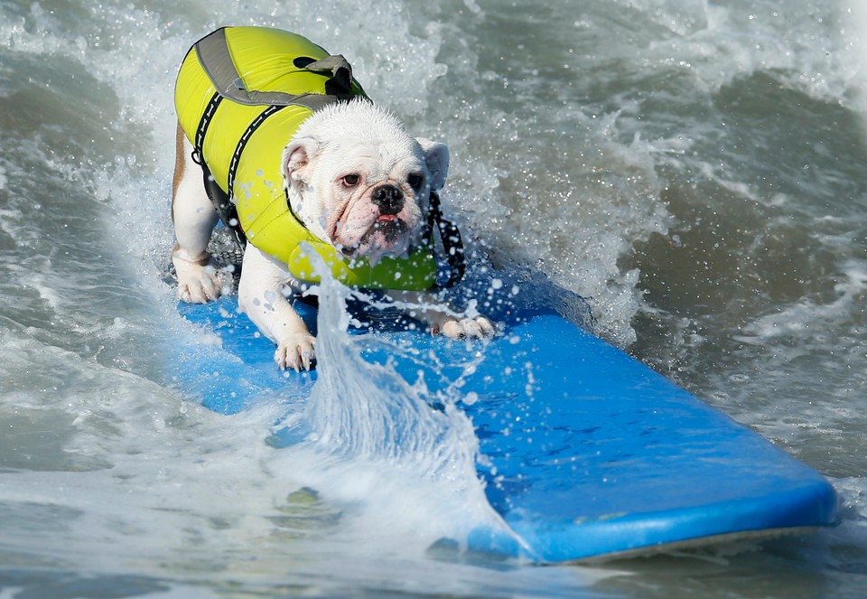 Takich surferów jeszcze nie widzieliście!