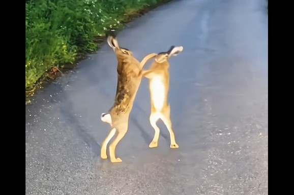 NE, NIJE AI! Bokserski meč dva zeca u selu Kunovo nasmejao čitav region: Ljudi gledaju snimak i NE VERUJU ŠTA VIDE (VIDEO)