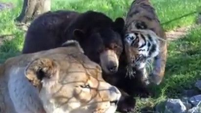 Akár a Dzsungel könyvében: barátságot kötött egy tigris, egy medve és egy oroszlán – videó