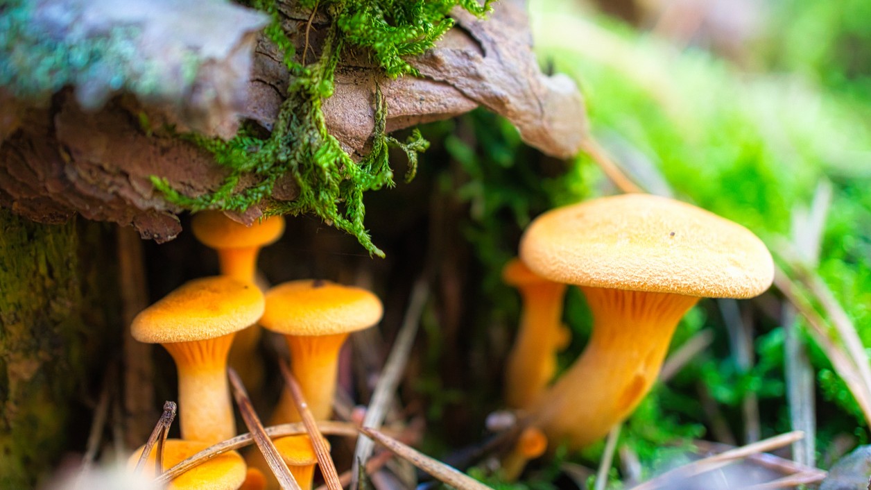 Líška oranžová je na prvý pohľad podobná kuriatku, no má tenšie lupene a výraznejšie oranžovú farbu.