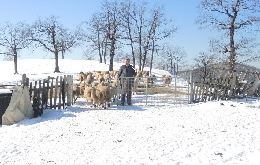 I po stare dane Obren Božović drži veliko stado ovaca