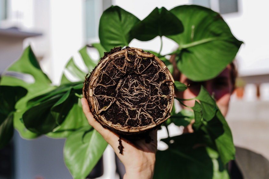 Bryła korzeniowa monstery dziurawej (Monstera deliciosa)