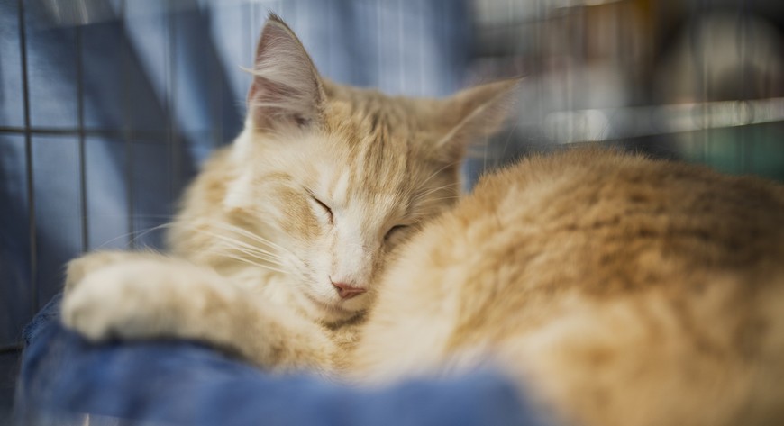 Główne cele wrocławskiego programu czipowania i kastracji zwierząt to poprawa ich bezpieczeństwa oraz ograniczenie bezdomności.