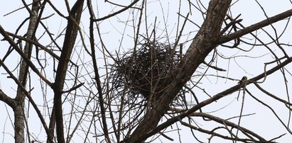 Nie zetną drzewa przez opuszczone gniazdo