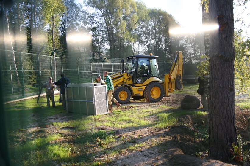 W gdańskim zoo znowu zamieszkały lwy