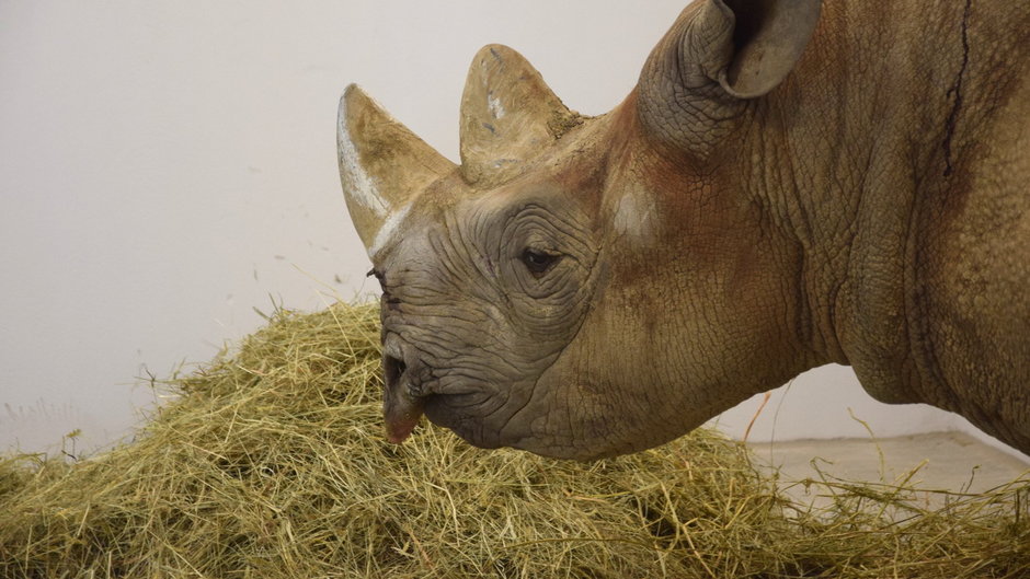 Nowi mieszkańcy Zoo Poznań Eliasz i Jo to nosorożce czarne, które do tej pory mieszkały w zoo Dvur Kralove fot. Zoo Poznań