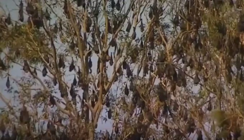 Slepi miševi, Australija