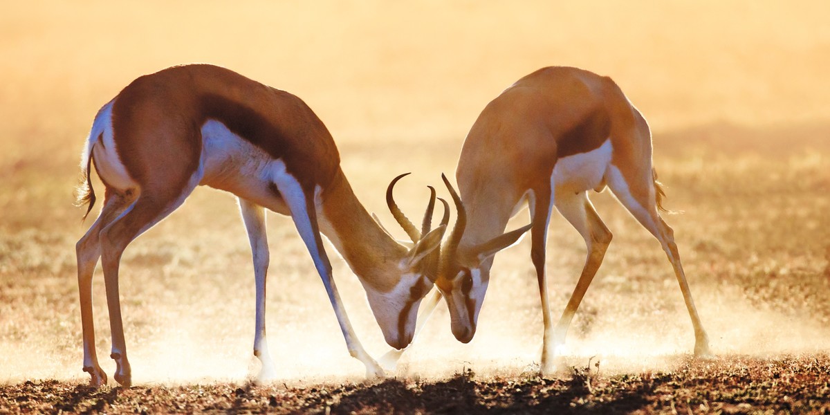 Kalahari, antylopa