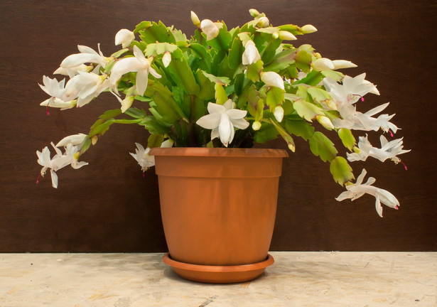 Szlumbergera, znana również jako grudnik czy świąteczny kaktus, to roślina ceniona za swoje spektakularne kwiaty