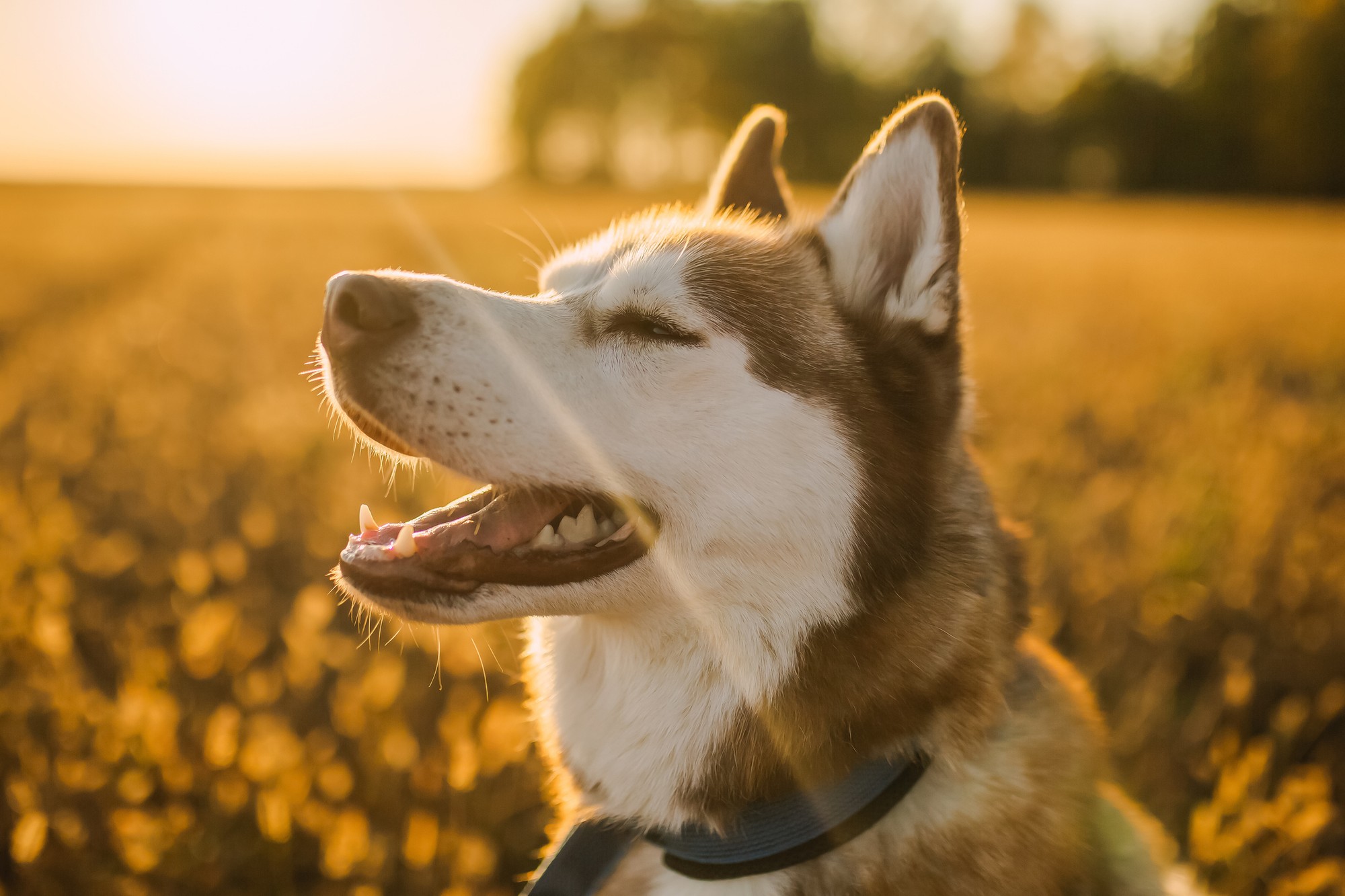 Husky perfektne napodobnil svojho majiteľa.
