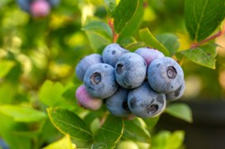 Borówka amerykańska nie owocuje? Sprawdź, czy nie popełniasz tych błędów