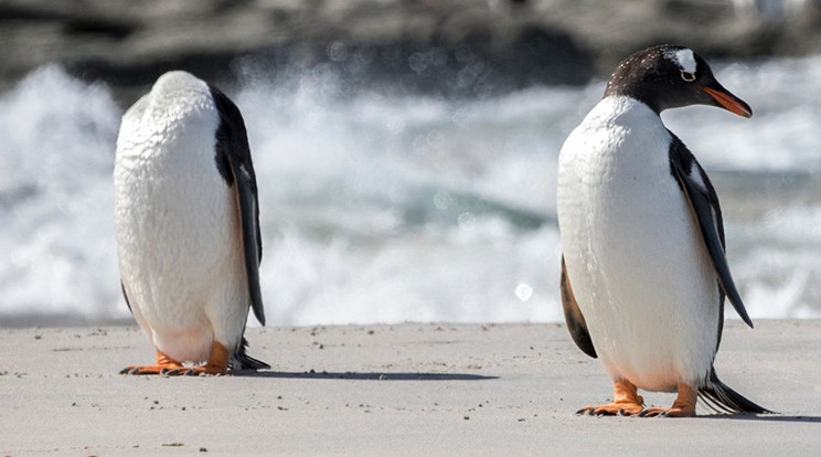 fejetlen pingvin - Fotó: Profimedia-Reddot