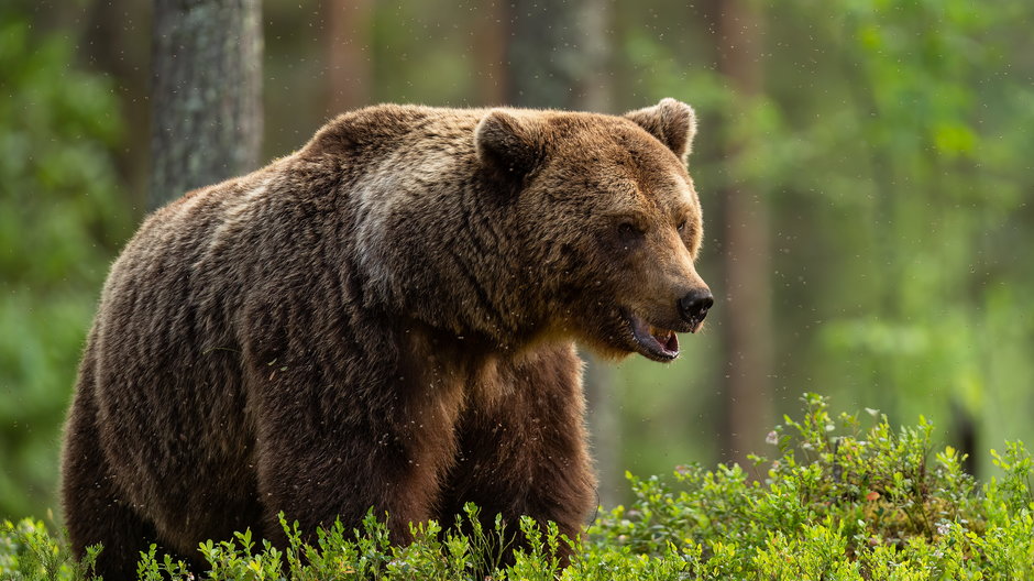 Niedźwiedź gonił dwie osoby w Tatrach (zdjęcie ilustracyjne)